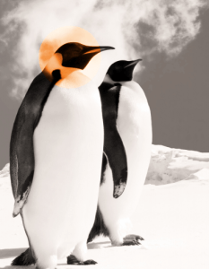 Penguins-MTF