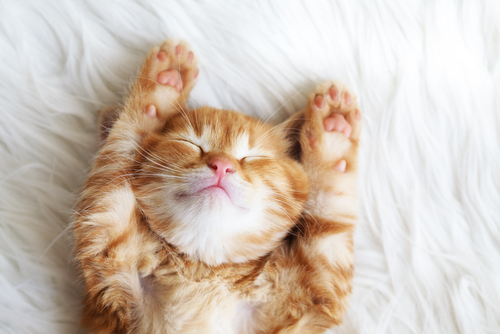 Cats Cats