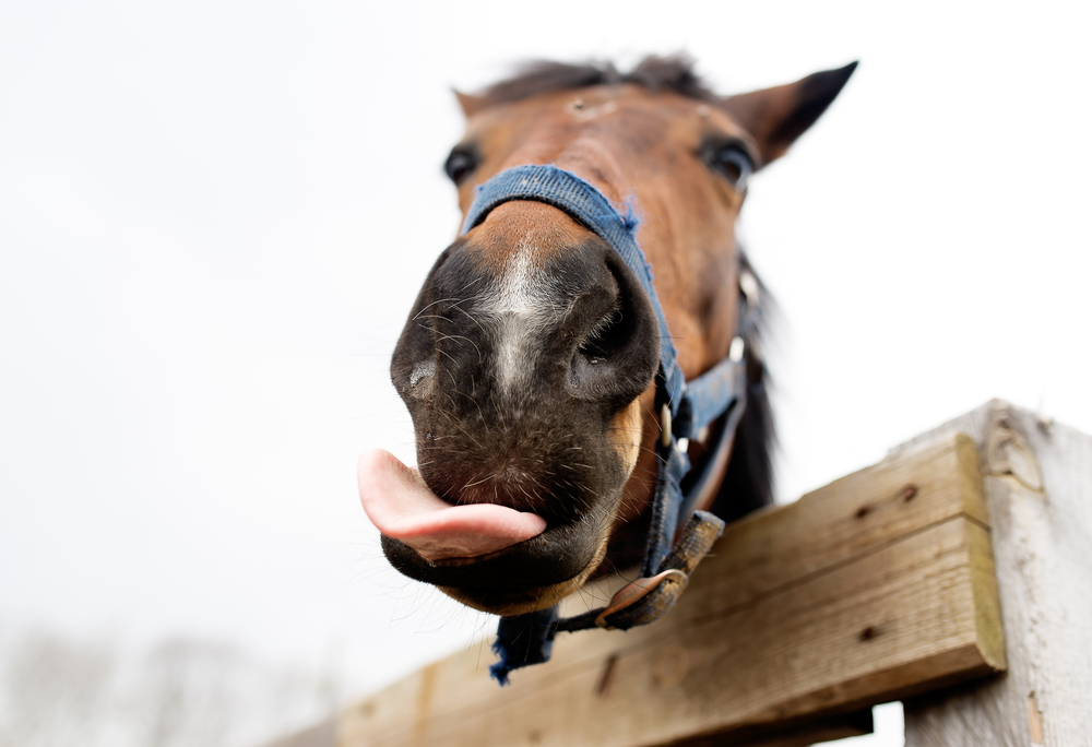 Horses Horses