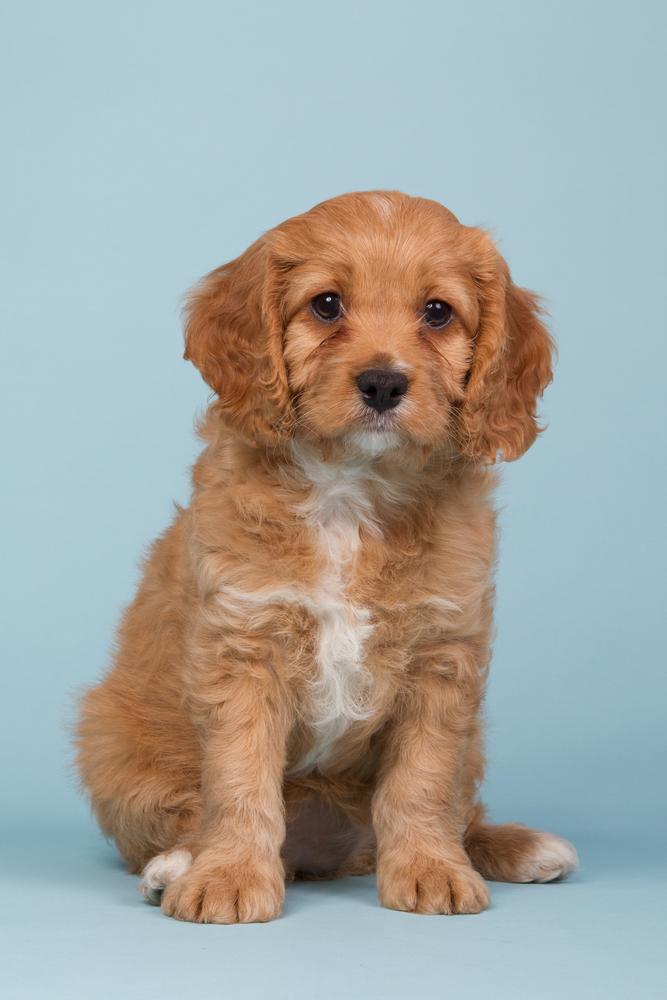 Cavapoos Cavapoos