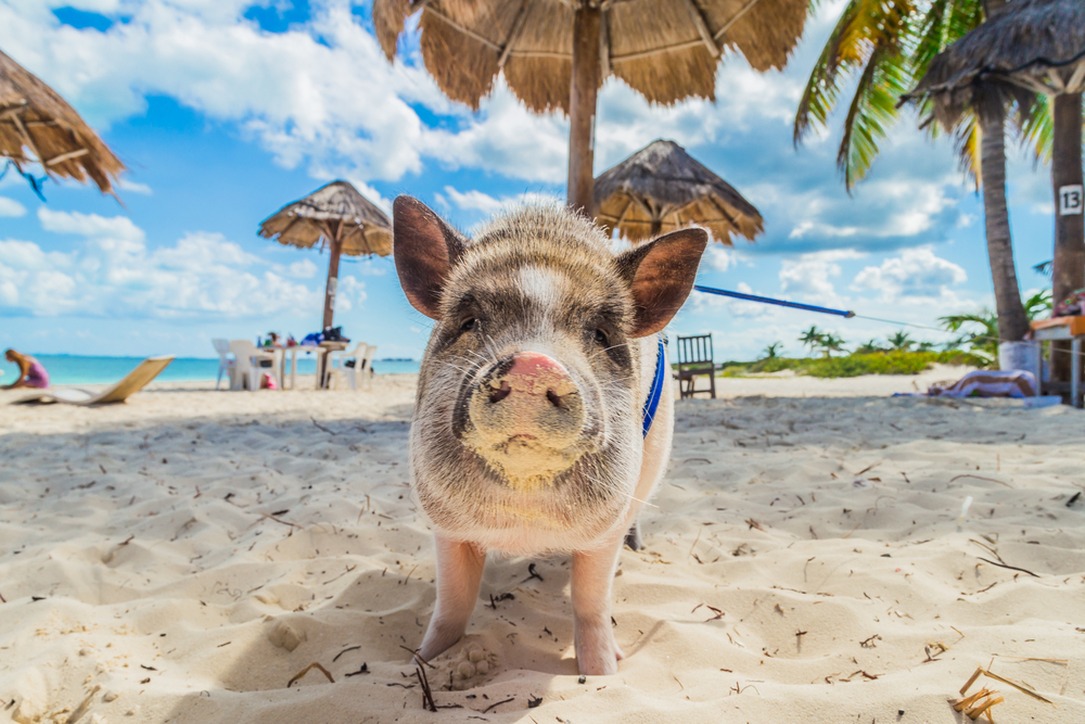 Pig Island Pig Island